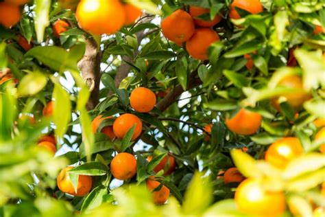Clementine Tree Varieties And Growing Conditions Plantura