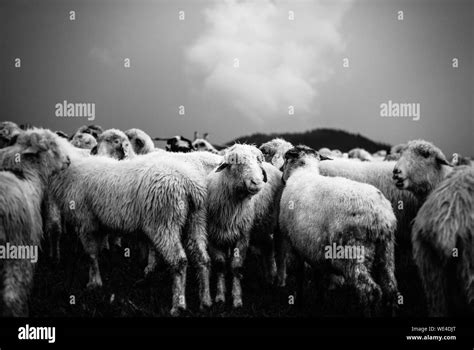 Flock Of Sheep Hi Res Stock Photography And Images Alamy