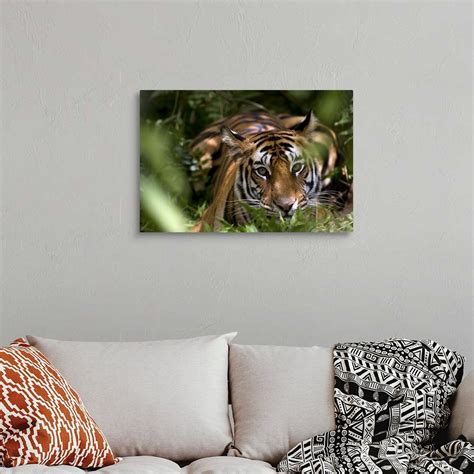 Female Indian Tiger Bandhavgarh National Park Madhya Pradesh State