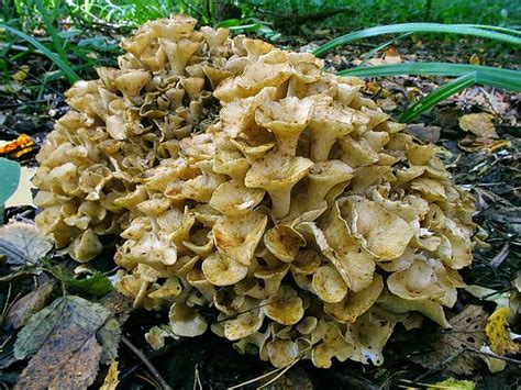 Світ грибів України Polyporus Umbellatus