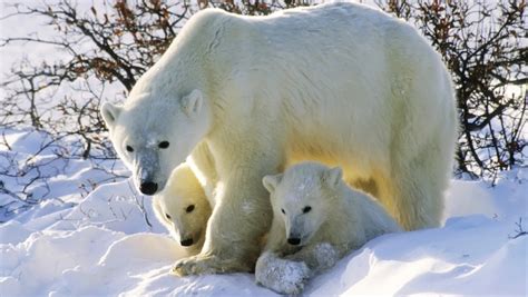 Ove Godine Polarni Medved Zaobilaze Ruska Arktička Sela Alors