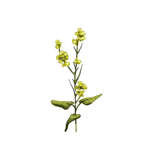 Premium Vector Branch Mustard Plant With Leaf And Flower Vintage