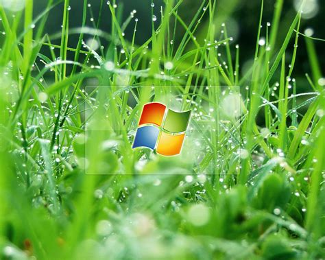 Windows Grass Wallpapers Wallpaper Absolutely Free