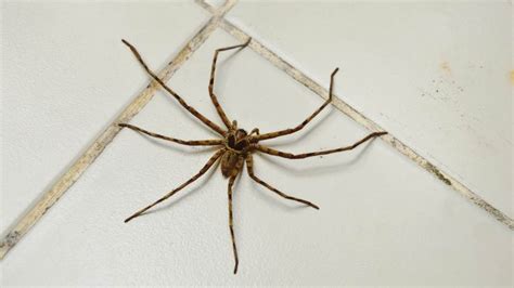 Jak Se Zbavit Pavouků V Domě BydlímeÚtulněcz