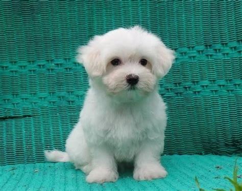 We can order any breed upon your request. 77+ Maltese Puppies For Sale In Palm Desert Ca - l2sanpiero