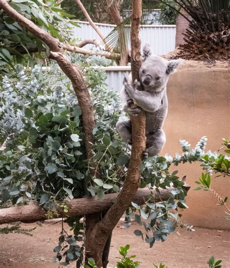 One Of Many Koalas In The Australian Outback Area Nicknamed