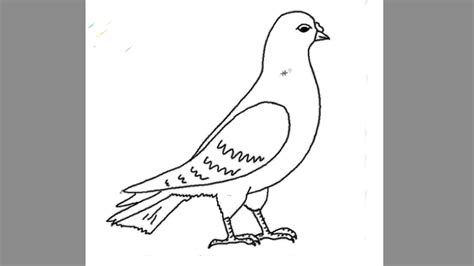How To Draw A Pigeon Step By Step Drawings Pigeon Drawing Drawing