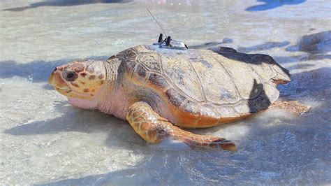 Sea Turtle Tracking Clearwater Marine Aquarium