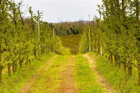 Orchards Organized Into Rows On Rolling Hills Stock Photo Image Of