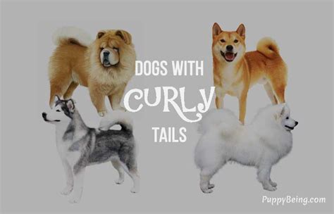 21 Dog Breeds With Curly Tails That Are Adorably Cute