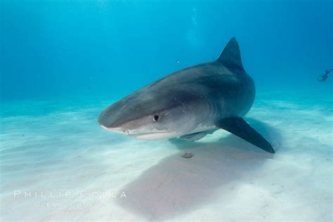 Tiger Shark Galeocerdo Cuvier Bahamas 10736