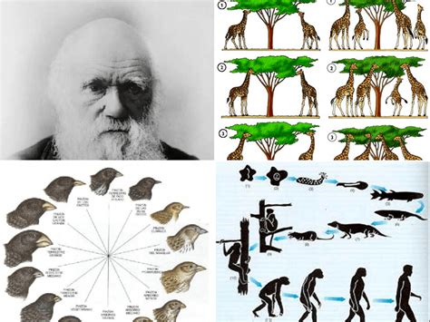 Evolucion De Las Especies Segun Darwin Dinami