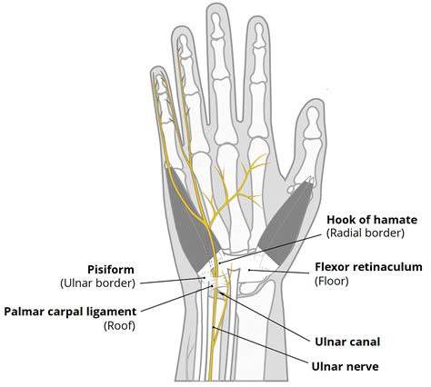 The Ulnar Canal Guyon S Borders Contents Compression