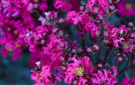 Black Diamond Crape Myrtle Varieties Plantingtree