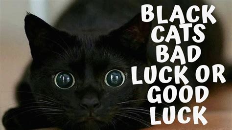 Black Cats Bad Luck Or Good Luck Youtube
