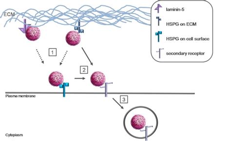 Mechanisms Of Cell Entry By Human Papillomaviruses An Overview Virology Journal Full Text