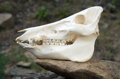 Best Wild Boar Skull Stock Photos Pictures And Royalty Free Images Istock