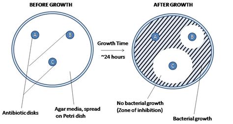 Tannin is known to show the antibacterial activity by precipitation the microbial proteins. Difference Between Agar Well and Disc Diffusion Method ...