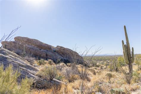 220203 Saguaro National Park Tucson Arizona Rzc9236 Grasping For