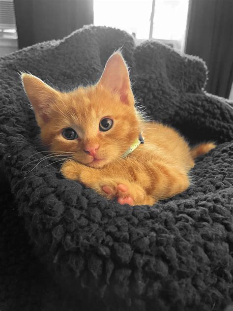 Obi Wan Kenobi, the cutest orange tabby kitten! : r/cats