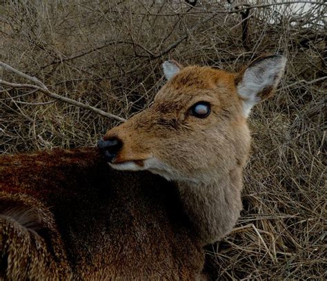 Blind Sika Deer Living In Dorchester County Maryland Eastern Shore