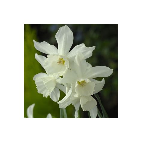 Descubra Kuva Narcisse Botanique Thptnganamst Edu Vn