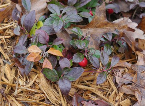Wintergreen Gaultheria Procumbens Identify That Plant