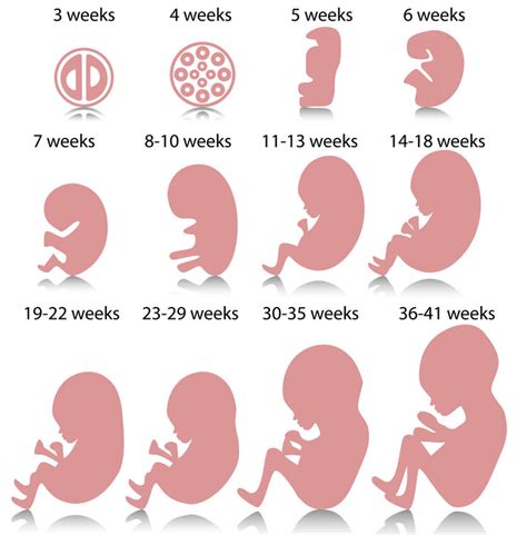 Pregnancy Symptoms At 5 Weeks Pregnancy Symptoms