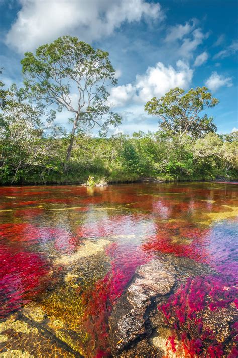 Cano Cristales Colombia Rainbow River Rainbow Lake Natural Wonders