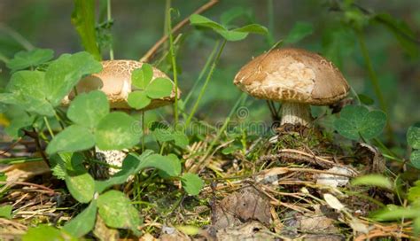 Edible Mushroom In Green Grass Stock Photo Image Of Design Female