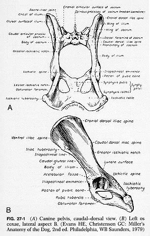 Dog anatomy from head to tail. Veterinary Dog Anatomy ~ InfoZone