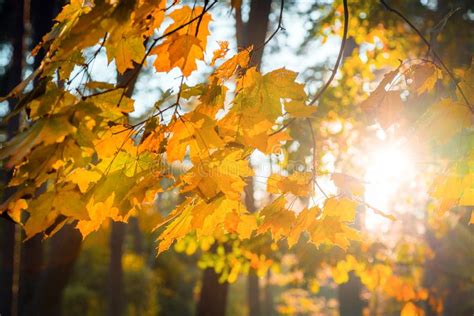 Warm Autumn Scenery In A Forest With The Sun Casting Beautiful Stock