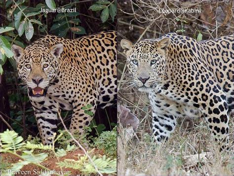 Jaguar Versus Leopard Wildtrails The One Stop Destination For All