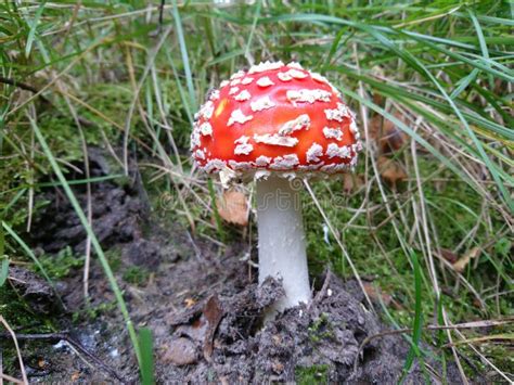Red Toadstool Fungus Stock Photo Image Of Agaric Plant 98940624