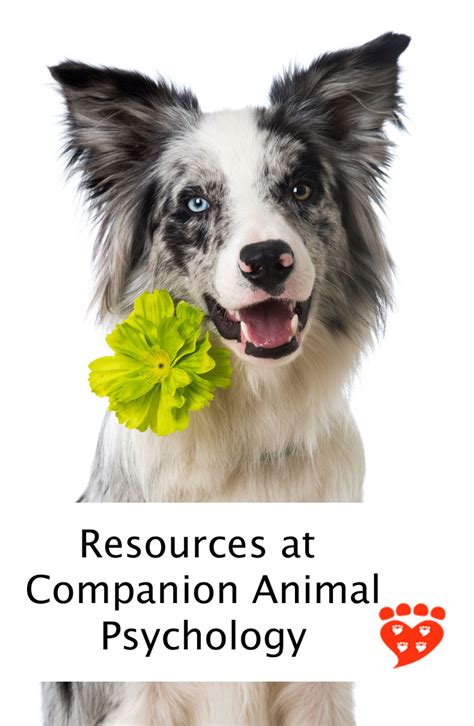 Resources At Companion Animal Psychology My Pets
