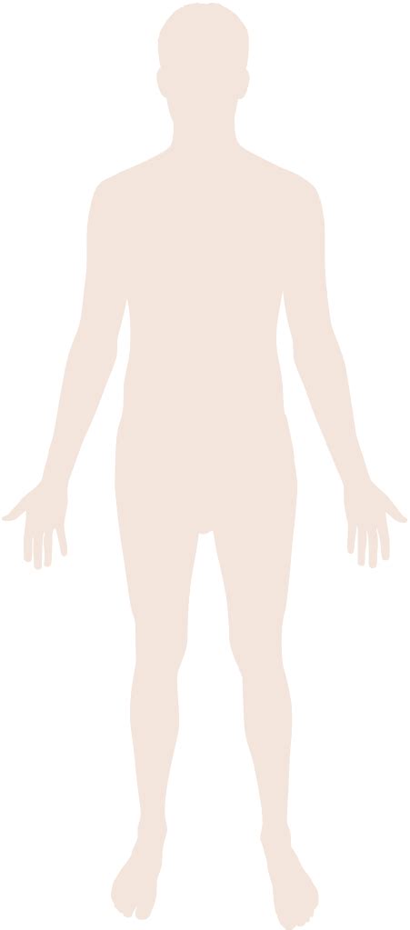 Filehuman Body Silhouettesvg Wikipedia