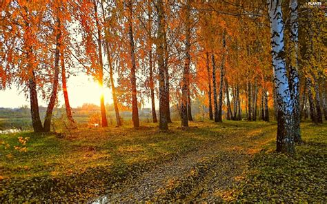 River Birch Sun Leaf Forest Rays Autumn Plants Wallpapers