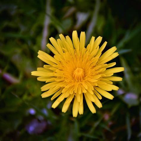 Dandelion Flower Spring Free Photo On Pixabay Pixabay