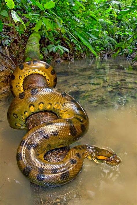 Anaconda Amazon Rainforest Facts Anaconda Gallery