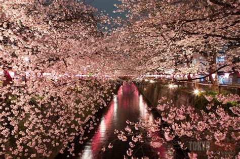 Yozakura Tokyo Night Cherry Blossom Viewing Tokyo Cheapo