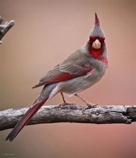 Feather Tailed Stories Pyrrhuloxia