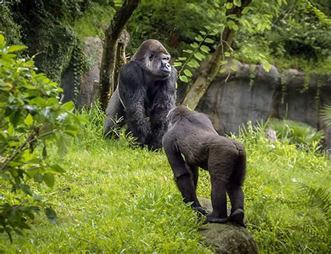 How Do Mountain Gorillas Move Gorilla Movements Gorilla Safaris