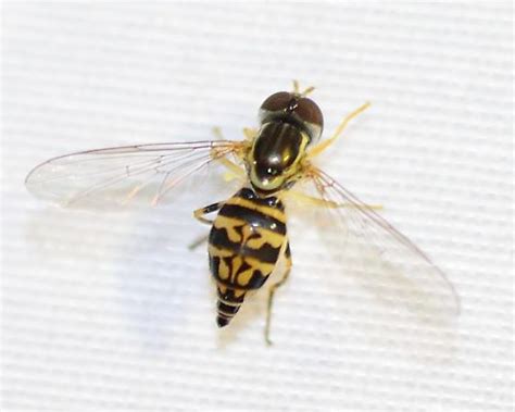 Small Bee Like Insect Toxomerus Geminatus Bugguidenet