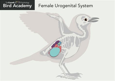 All About Bird Anatomy Bird Academy The Cornell Lab