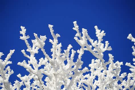 Free Images Tree Branch Cold Sky White Frost Ice Frozen Blue