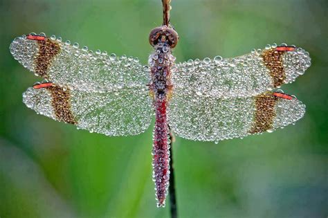 Amazing Awesome And Beautiful Dragonfly Insect Photography