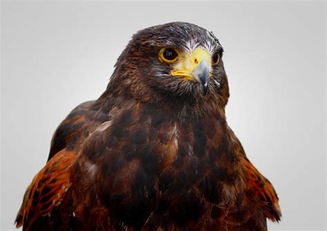 10 Top Birds Of Prey Shots Ephotozine