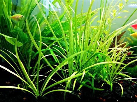 20 Best Easy To Grow Low Light Plants For Aquariums Tank Needs