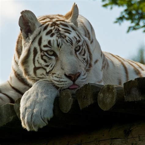 10 Top White Bengal Tigers Wallpaper Full Hd 1080p For Pc