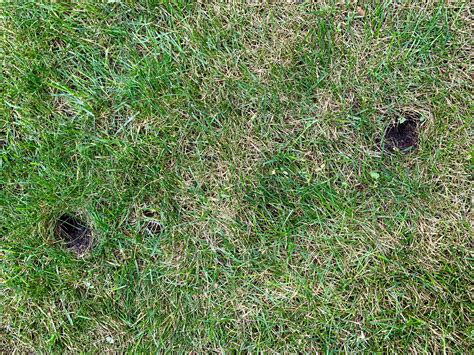 Holes All Over Lawn Are These From Squirrels Rlandscaping